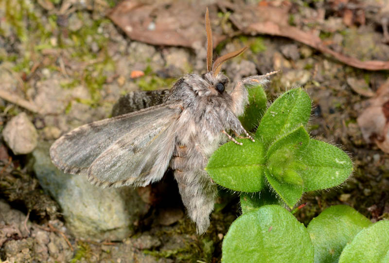 Notodontidae - Drymonia ruficornis